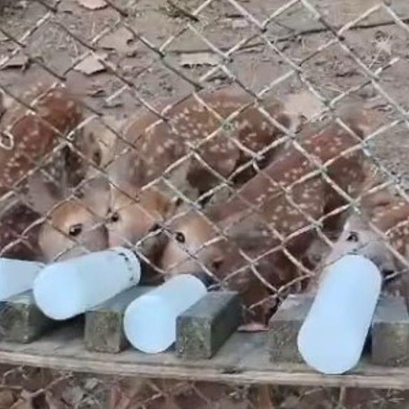 meade county deer euthanized.jpg